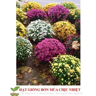 Gói 50 hạt giống hoa cúc mâm xôi mix màu 20cm đến mùa trồng tết