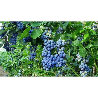Hạt Giống Cây Việt Quất ( Blubery)