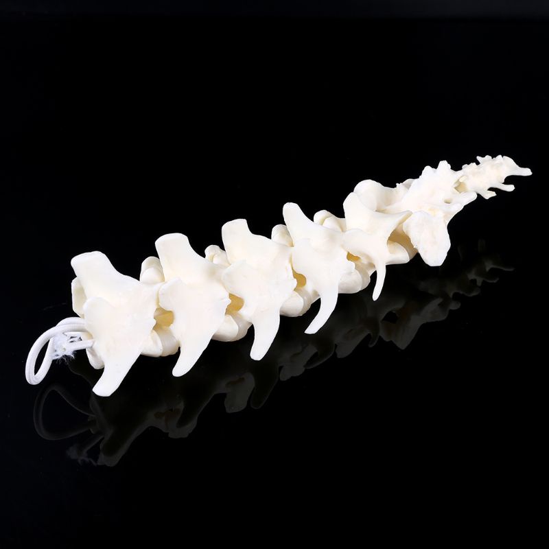 Wer Dog Canine Lumbar Vertebrae Cho Mô Hình Giảng Dạy Giảng Dạy Coccyx