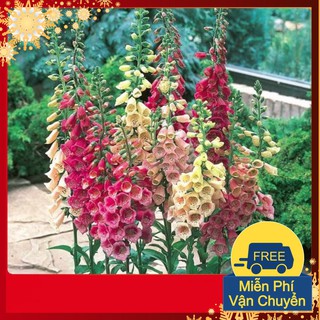 Hạt Giống Hoa Mao Địa Hoàng