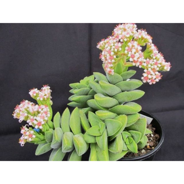 Sen đá Crassula springtime