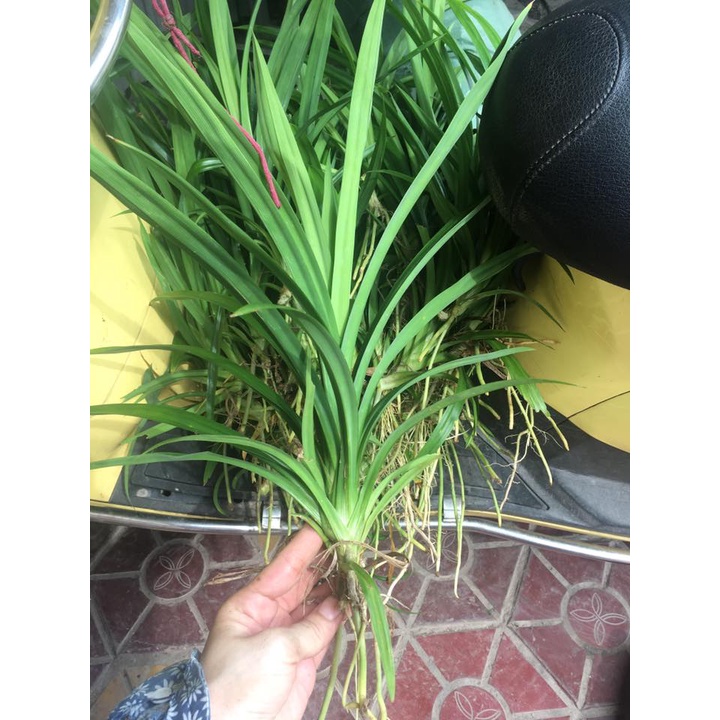 Cây lá nếp rễ trần 20 - 30 cm