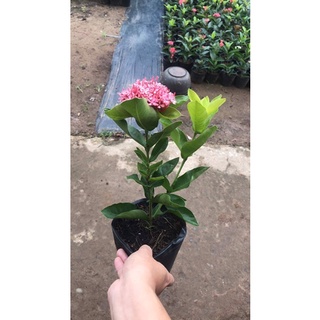 bông trang (hoa mẫu đơn) Hồng phấn lá trung