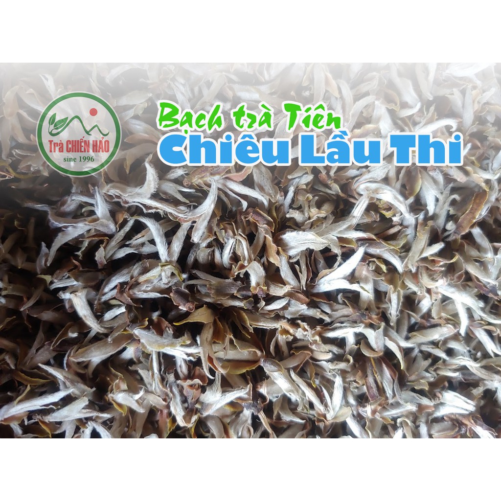 Bạch trà Tiên núi cao 2400m. Bạch trà 1 mùa 1 năm. Trà Chiến Hảo