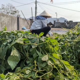 Trà giảo cổ lam khô 1kg