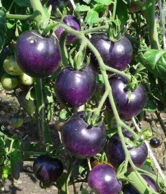 [ Hạt Giống Xanh ] Hạt giống cà chua tím (purple tomato)