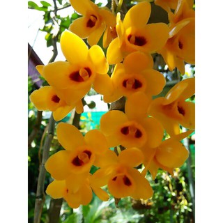 Hoa phong lan phi điệp vàng tây bắc