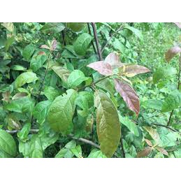 Lá xạ đen tươi - gói 1kg