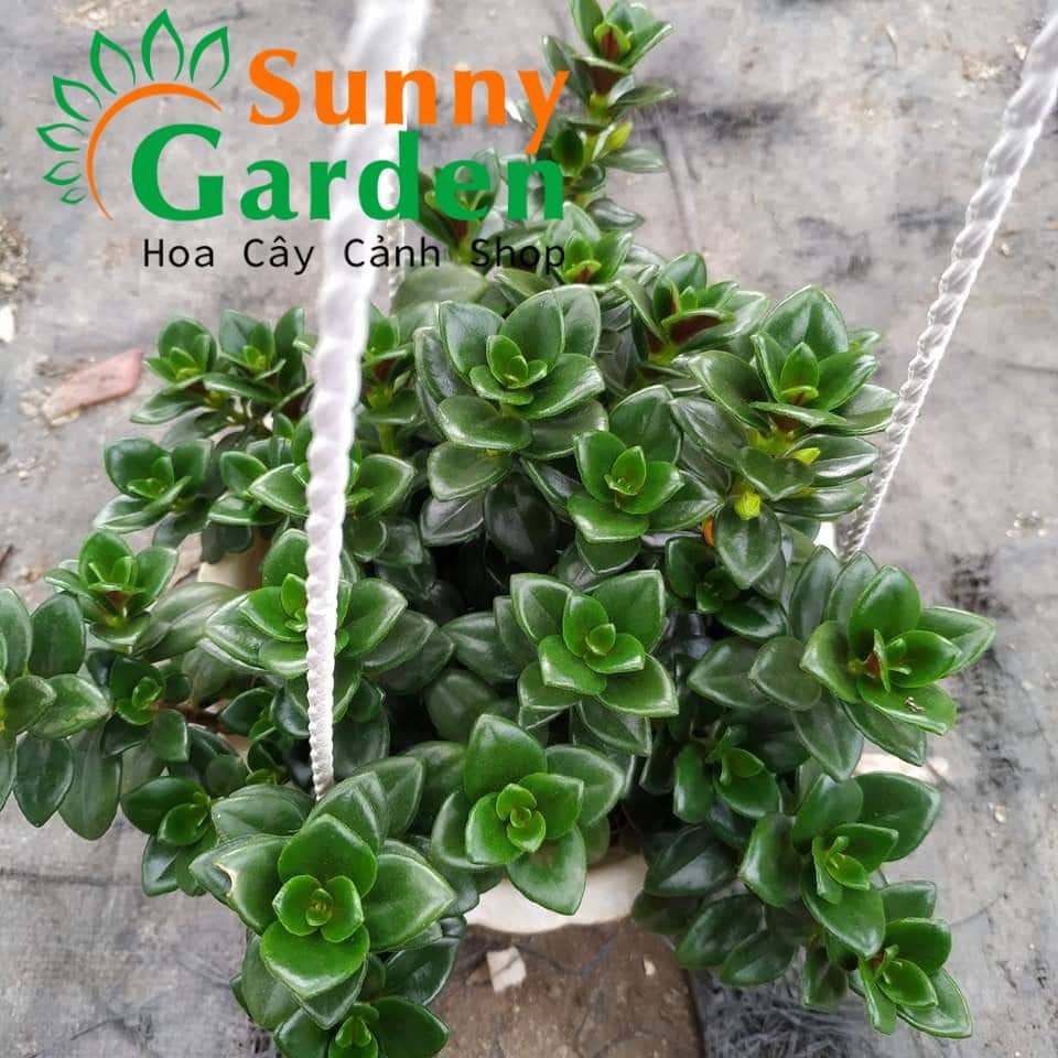 Cây Cá Vàng - Chậu Treo