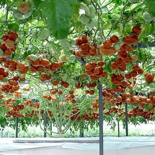Hạt giống cà chua leo giàn - cà chua bạch tuột - gói 10 hạt kns2455