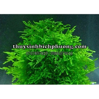 1 TẤC RÊU XMAS CHRISTMAS DÁN ĐÁ LŨA TRẢI NỀN HỒ THỦY SINH | KÍCH THƯỚC 10.10CM TO DÀY