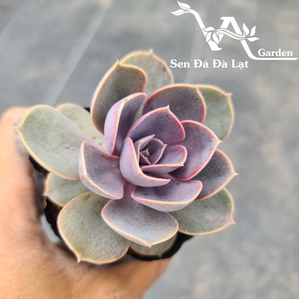 Sen đá HỒNG DÂU size bầu 5-8cm VA Garden - lỗi 1 đổi 1