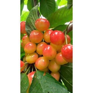 CÂY CHERRY GIỐNG