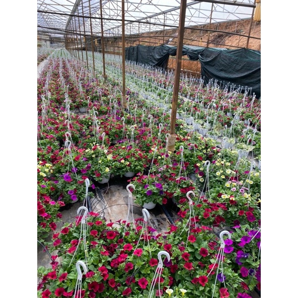 Hoa chuông- cây thật