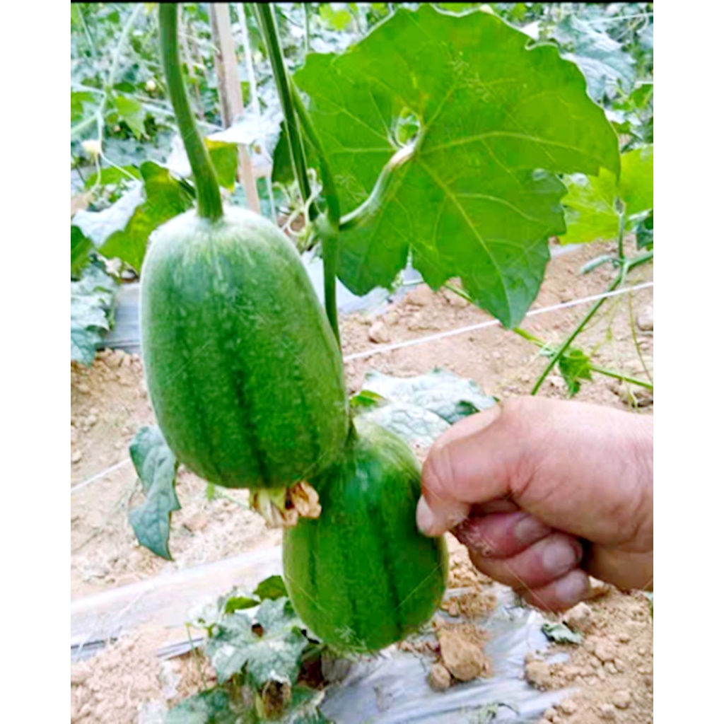 Hạt giống mướp táo ngọt lai F1 Đài Loan  Mai Vàng gói 20 hạt