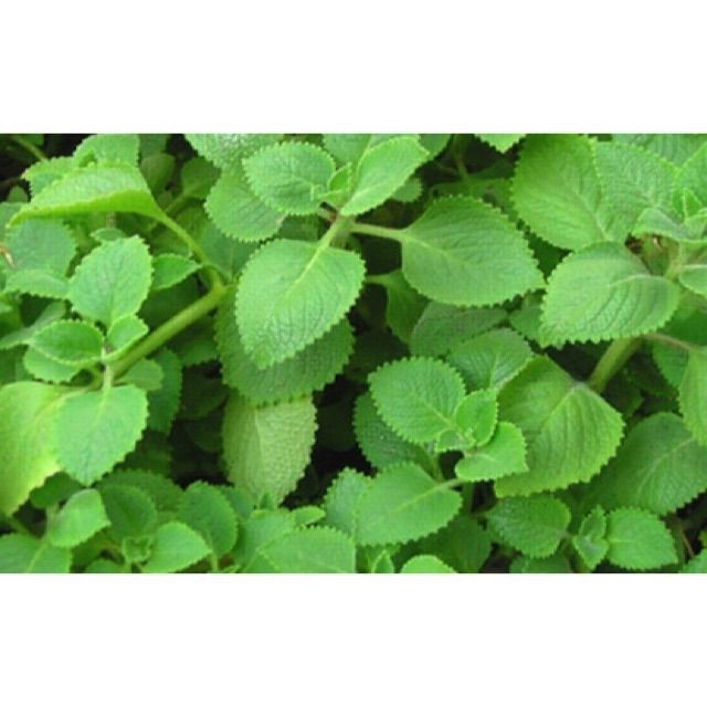 Hói 50 Hạt giống Rau Thơm Lùn  luckyseed hạt siêu rẻ