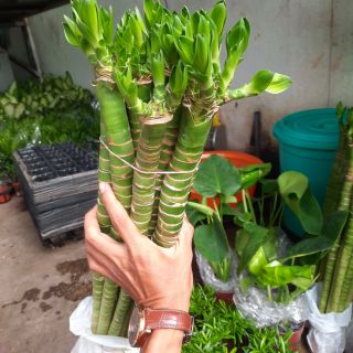 Phát Tài Khúc thủy sinh ( loại lớn ) 50 đến 60