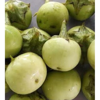 hạt giống cà pháo