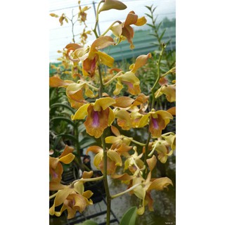 Cây lan dendro lưỡi bò vàng - Giao cây trưởng thành ổn định