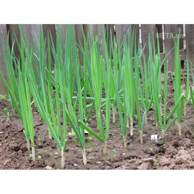 Hạt Giống Hành Hoa  Cao Sản Đóng Gói 2000 Hạt - Khu Vườn Ban Công