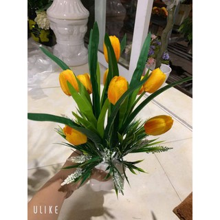 chậu hoa mini để bàn