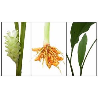 Tinh dầu Củ Nghệ (thương hiệu Lê Quế)