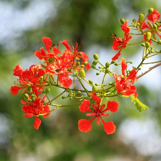 Hạt giống hoa phượng vi đỏ