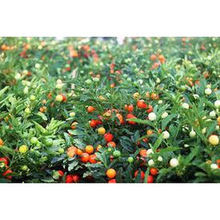 Hạt giống Ớt tròn 0.2gr❤️FREESHIP XTRA❤️
