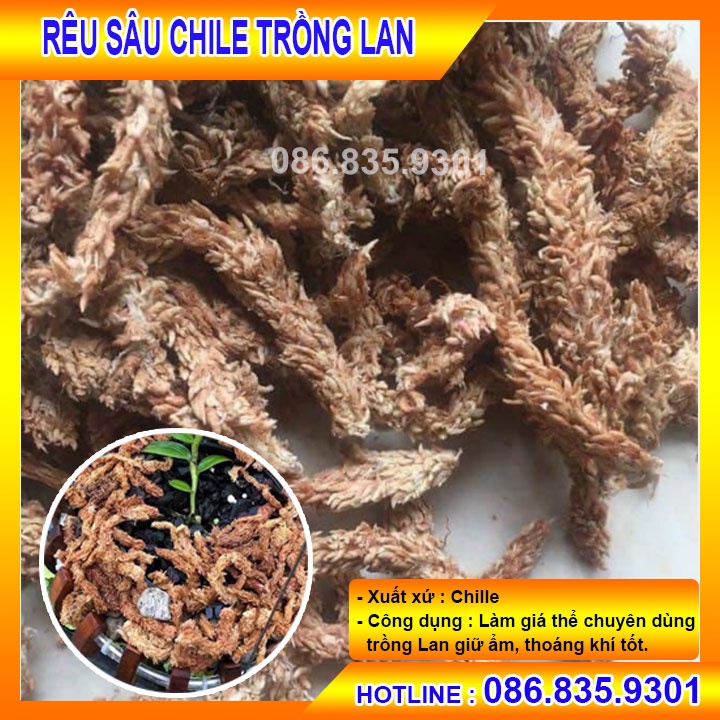 100G RÊU SÂU CHILE, CHUYÊN DÙNG ĐỂ TRỒNG LAN, GIỮ ẨM VÀ THOÁNG KHÍ TỐT