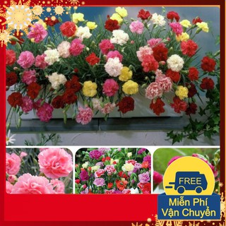 Hạt Giống Hoa Cẩm Chướng Kép Mix
