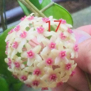 Cây giống cẩm cù V17