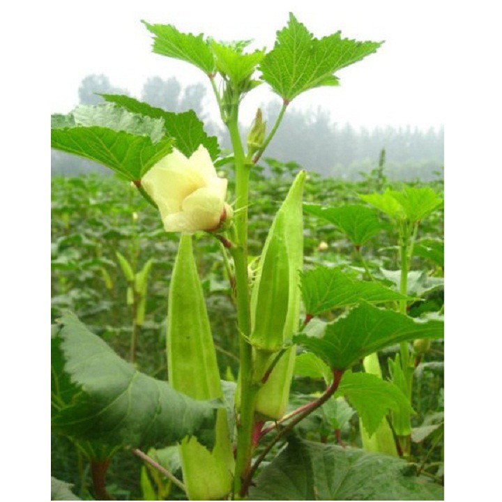 Hạt giống đậu bắp xanh cao sản gói 10 gram xuất xứ Việt Nam