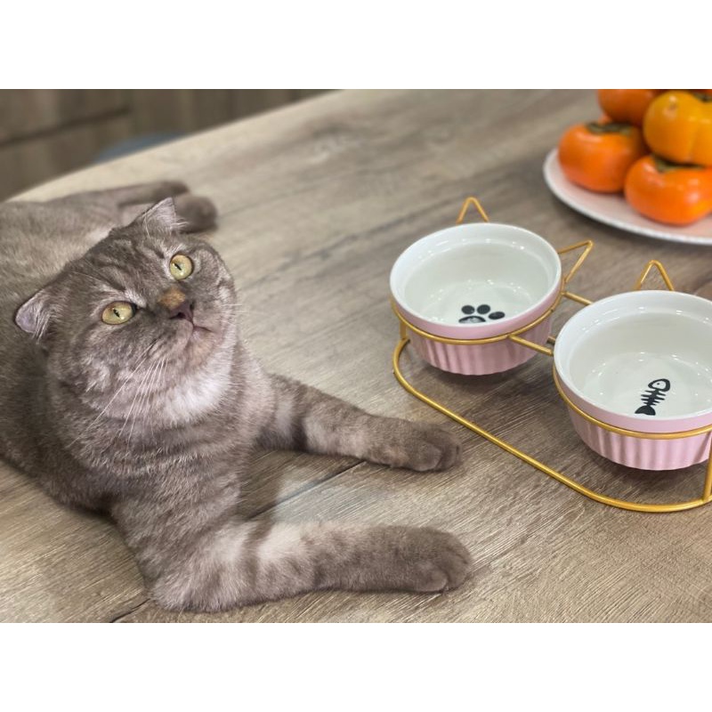 Bát ăn cho mèo chống gù lưng bằng sứ - chén ăn cho mèo
