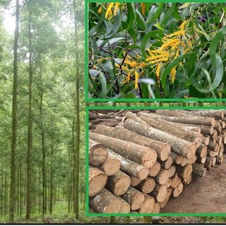 Giống Cây(ảnh thật) Keo Lai Tai Tượng, Keo Vàng Là Tràm lấy gỗ sau 5 năm nhanh lớn phù hợp mọi khí hậu