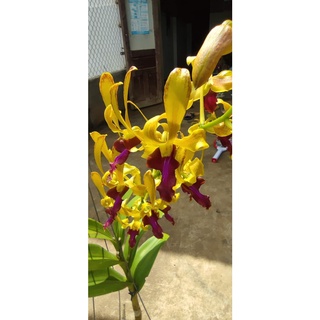 HOA LAN NẮNG SING LAI THỎ