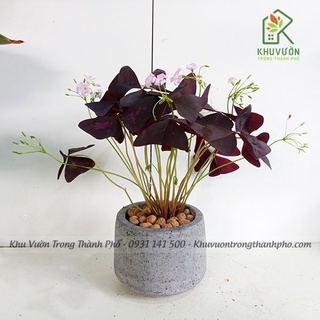 Cây bướm đêm - đã bao gồm chậu (chỉ giao hỏa tốc)