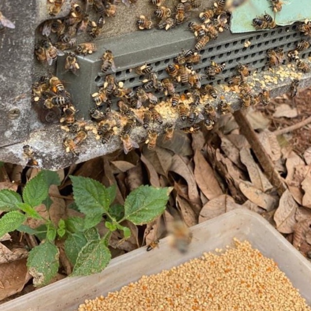 Phấn hoa cà phê nguyên chất 100% - sàng lọc sạch, khô ráo, thơm, chuẩn loại 1. | Bột Natural