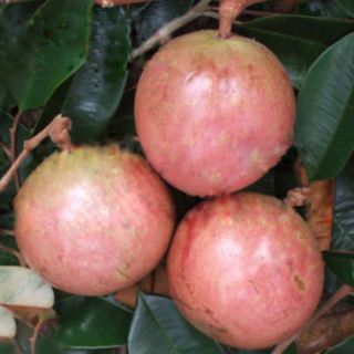 Cây vú sữa lò rèn