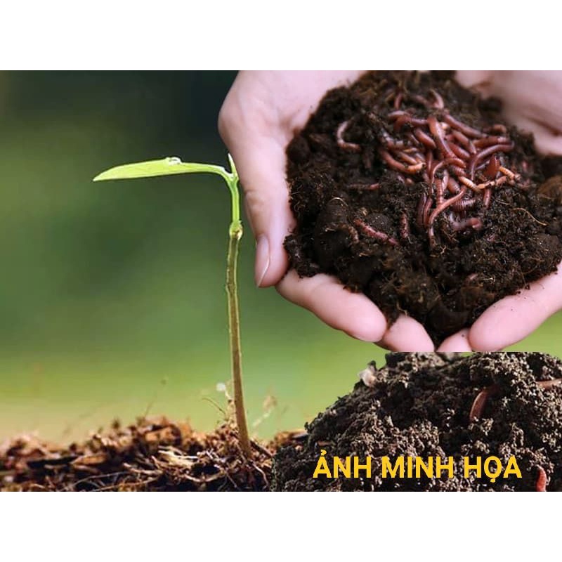 Phân Trùn Quế  Đã Qua Xử Lý Sàng Lọc Và Giảm Ẩm