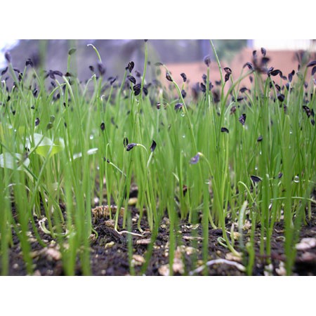 Hạt Giống Hành Hoa  Cao Sản Đóng Gói 2000 Hạt - Khu Vườn Ban Công