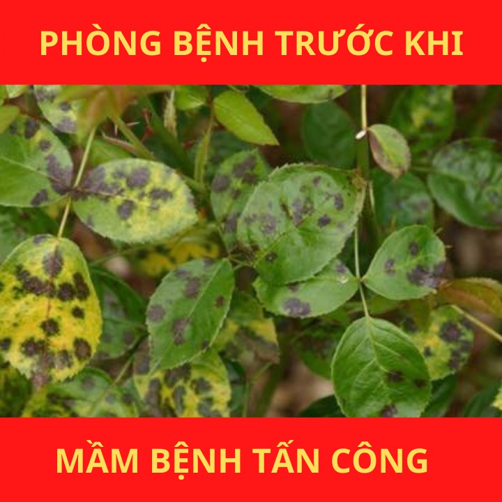 Phân bón Active 95pk, kích kháng sinh học phòng bệnh đốm đen vàng lá ở cây hoa gói 25gram