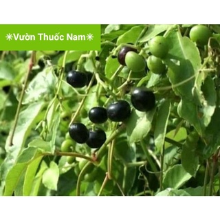 Cây trái giác dây giác Miền Tây cây nho rừng làm giống hình 6