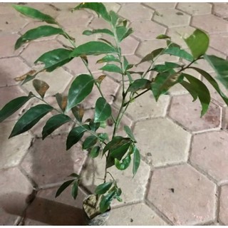 Combo 2 cây móc mật