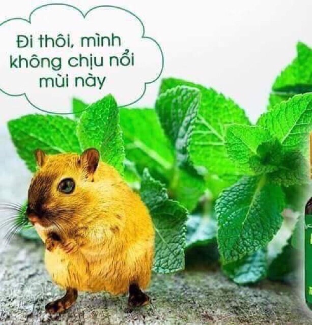 Tinh dầu bạc Hà Huế nguyên chất giúp chống chuột rất tốt