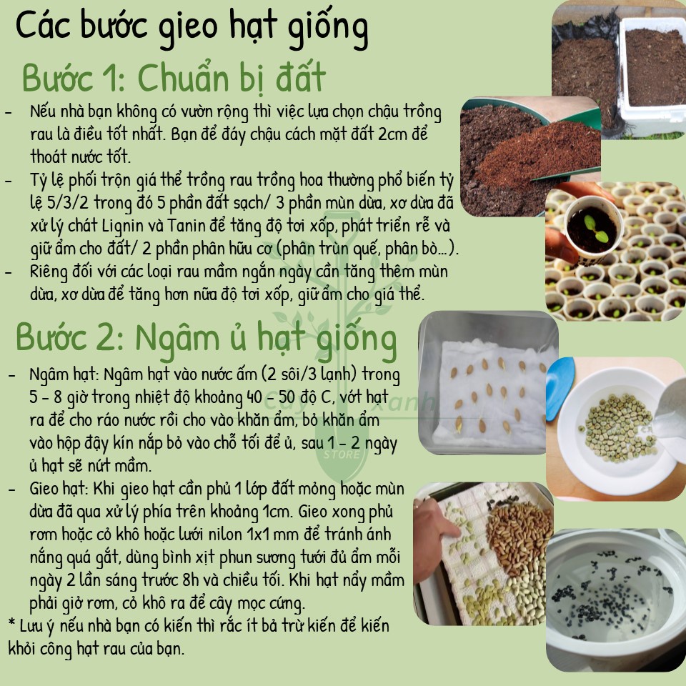 Hạt Giống Ngò Rí Ngò Hạt Lớn - Phú Nông Seeds - Key: Đất sạch, Phân Bón, Hữu Cơ, Xơ Dừa