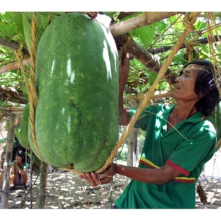 Hạt giống Bí đao khổng lồ (tặng gói Kích nẩy mầm và Hướng dẫn)
