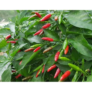Hạt giống ớt thóc (ớt xiêm rừng)
