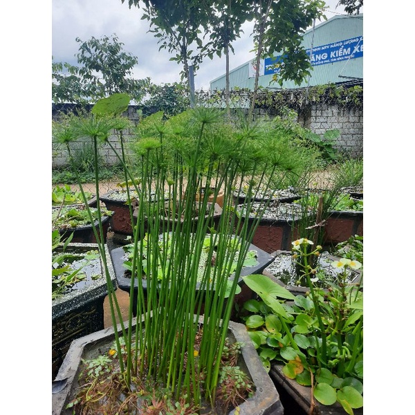 60 Cây Thủy trúc thái 30k