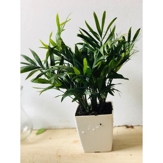Cây cau tiểu trâm mini (Ảnh thật số 2)..