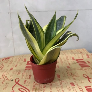 Cây lưỡi hổ lưỡi mèo mini để bàn